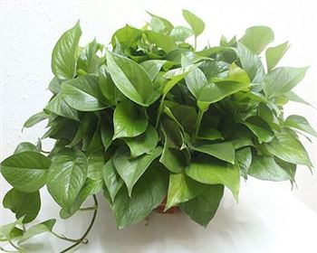 如何改善新房子的室內(nèi)空氣質(zhì)量？